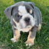 Black english bulldog