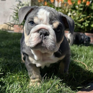 Black english bulldog