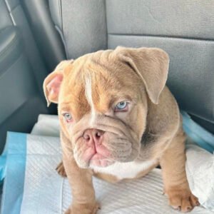 Full grown blue english bulldog