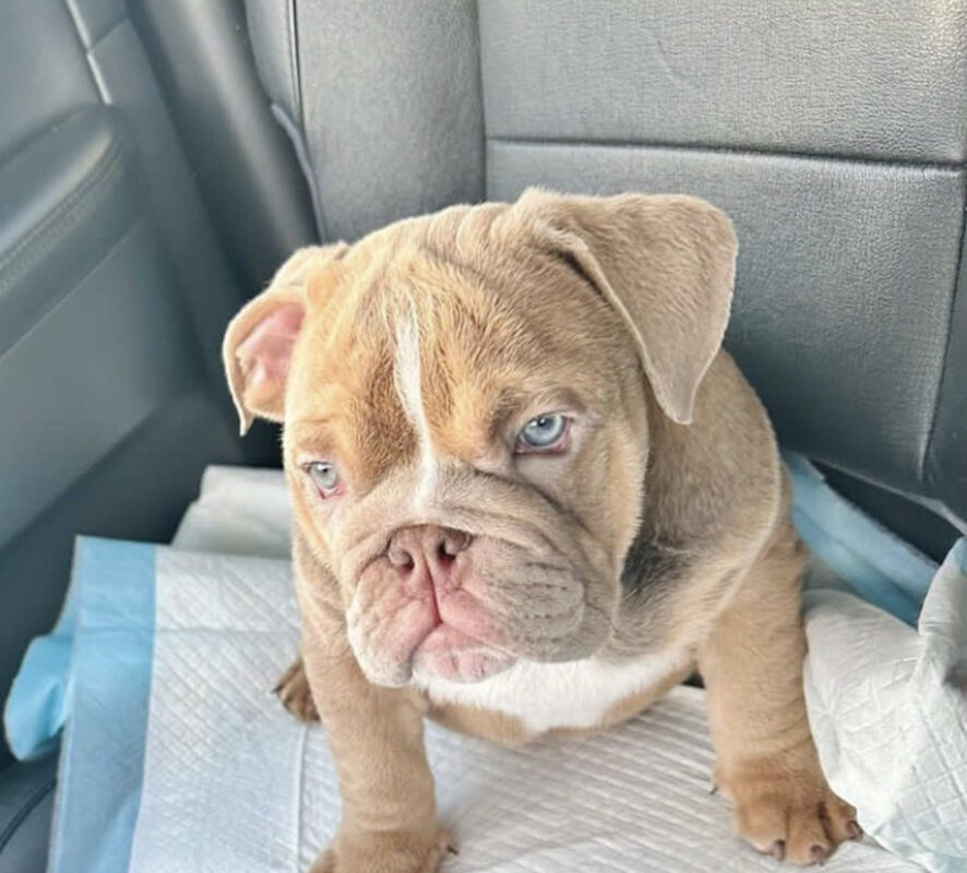 Full Grown Blue English Bulldog/Full Grown English Bulldog