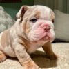 Merle english bulldog