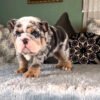 Blue english bulldog puppies