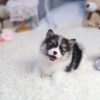 Teacup corgi puppies for sale