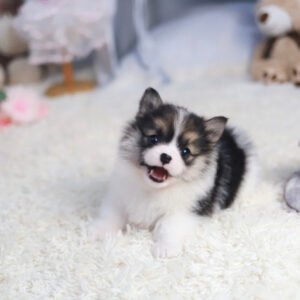 Teacup corgi puppies for sale