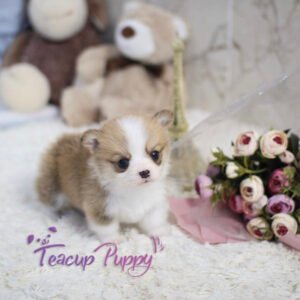 Teacup corgi puppies