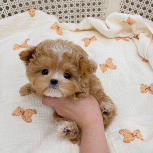 Teacup maltipoo