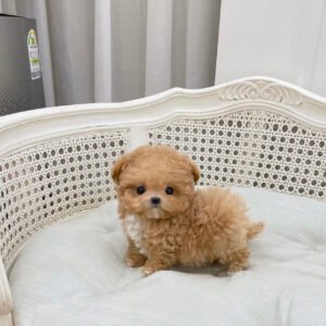 Maltipoo adoption
