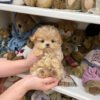 adopt a maltipoo near me