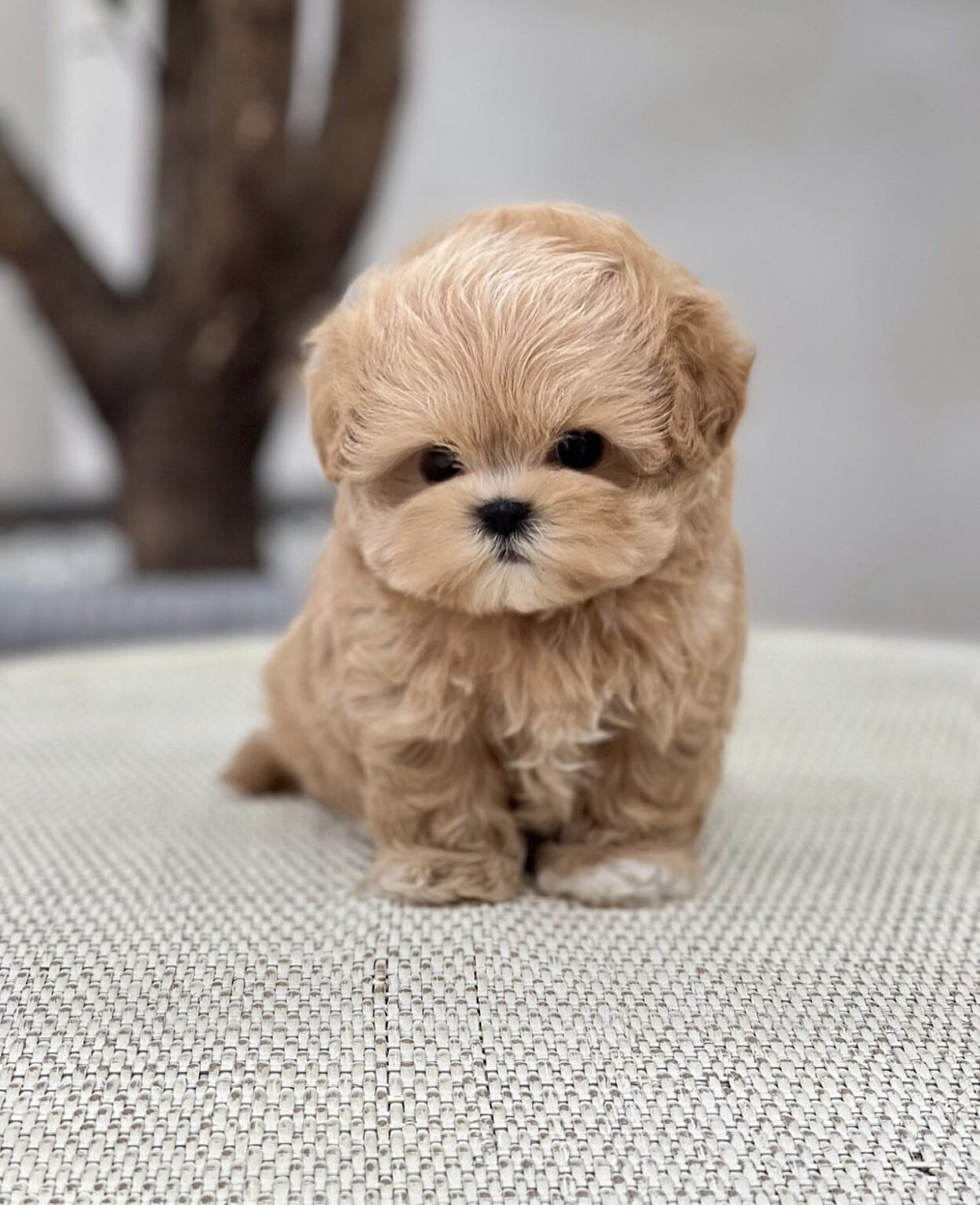 Maltipoo For Sale Fort Worthlowes Mail Box Post - slyx9u0