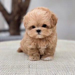 Teacup maltipoo puppies for sale