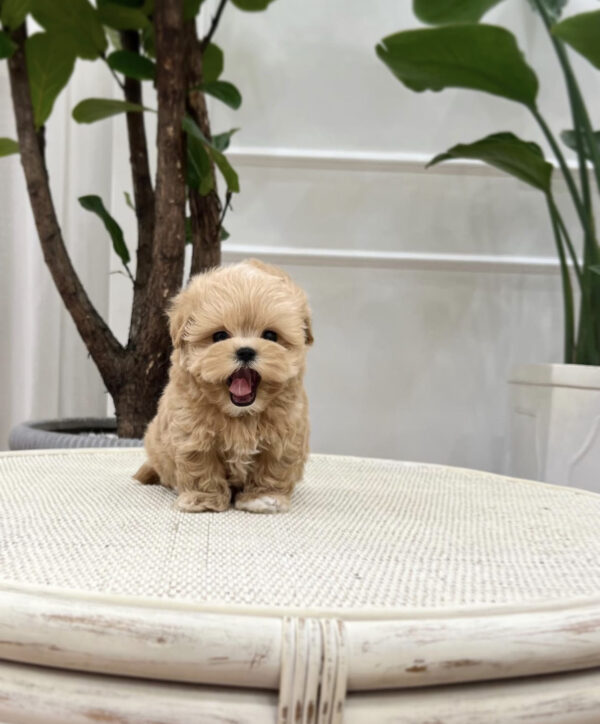 Teacup maltipoo puppies for sale