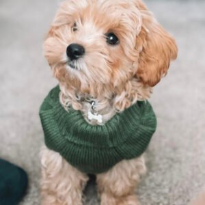 f1bb mini goldendoodle