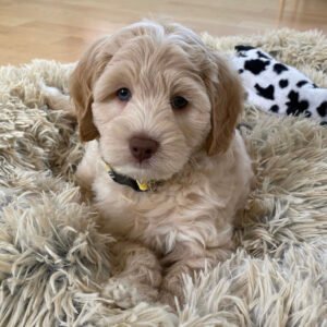 F1b Mini goldendoodle