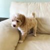F1b Mini goldendoodle