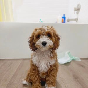 F1b mini goldendoodles