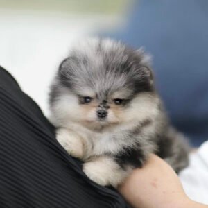 Teacup puppies near me for sale