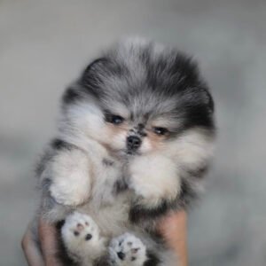 Teacup puppies near me for sale