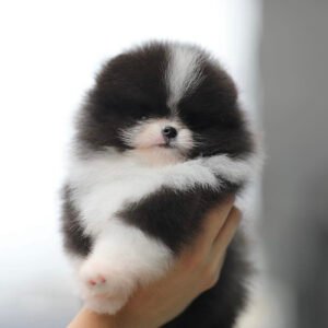 Teacup puppy for sale