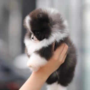 Teacup puppy for sale