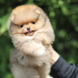 Teacup pomeranian for sale