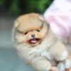 Teacup pomeranian for sale