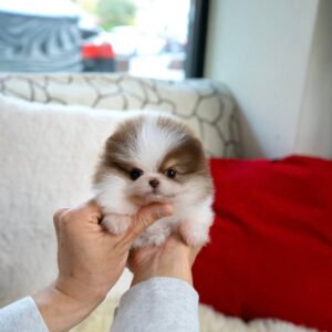 teacup pomeranian puppy for sale