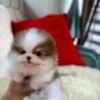 teacup pomeranian puppy for sale