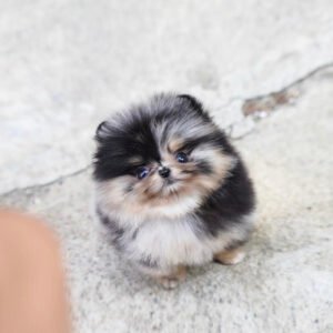 White teacup pomeranian