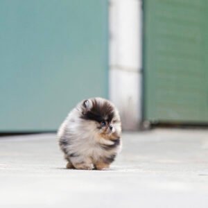 White teacup pomeranian