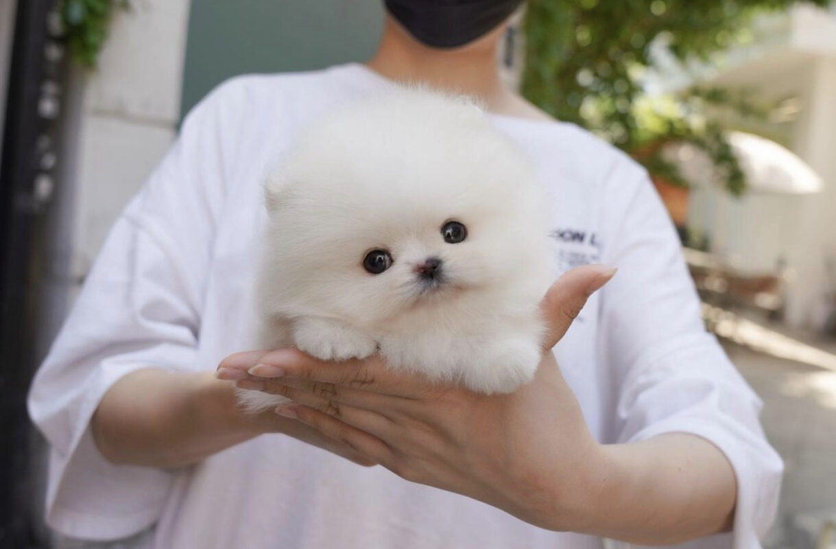 White teacup pomeranian for sale/Teacup white pomeranian