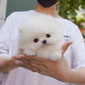 White teacup pomeranian for sale