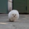 White teacup pomeranian for sale