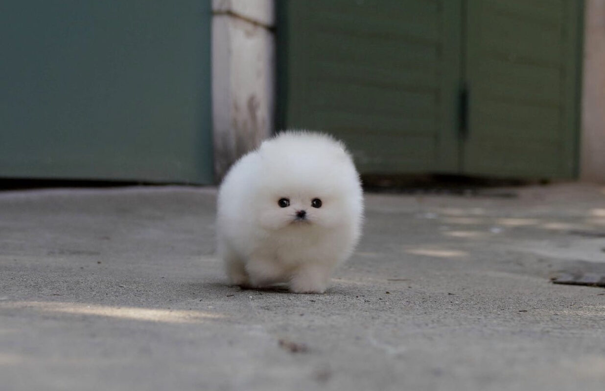 White teacup pomeranian for sale/Teacup white pomeranian