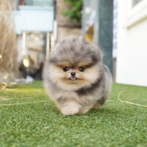 Pink teacup pomeranian