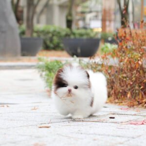 tea cup puppy for sale