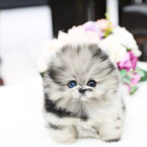 Teacup dogs for adoption