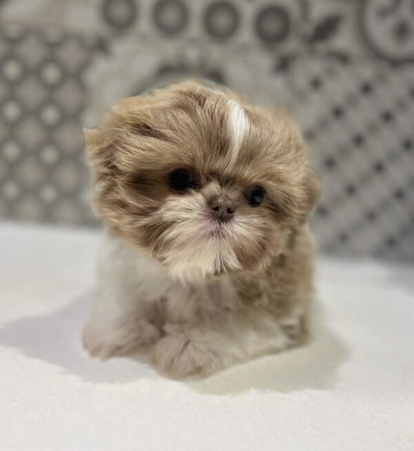 Teacup shih tzu puppies for sale