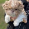 Teacup shih tzu puppies for sale