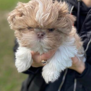 Teacup shih tzu puppies for sale