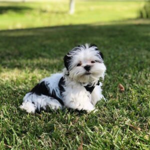 Mini shih tzu