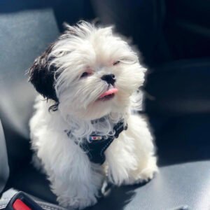 Mini shih tzu