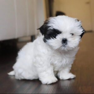 Teacup shih tzu puppies for sale near me