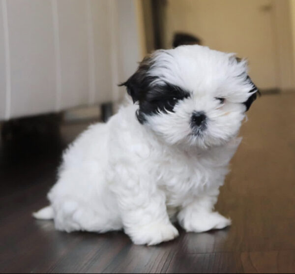 Teacup shih tzu puppies for sale near me