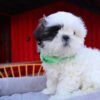 Teacup shih tzu puppies for sale near me