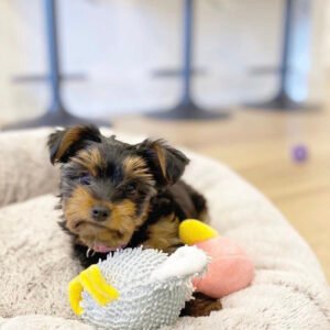 Teacup yorkies for sale
