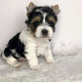 Teacup yorkiepoo