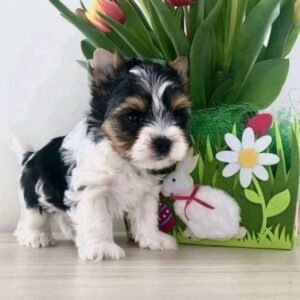 Teacup yorkiepoo