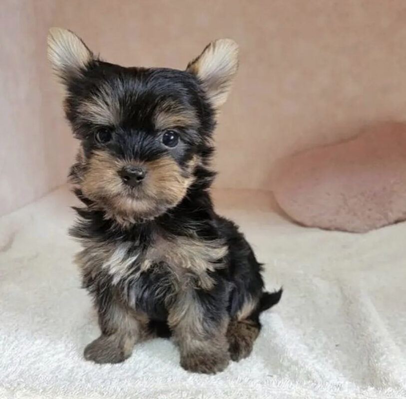 Teacup yorkie poo/Teacup yorkie poo for sale/Tea cup yorkie poo