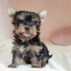 Teacup yorkie poo