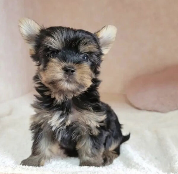 Teacup yorkie poo/Teacup yorkie poo for sale/Tea cup yorkie poo